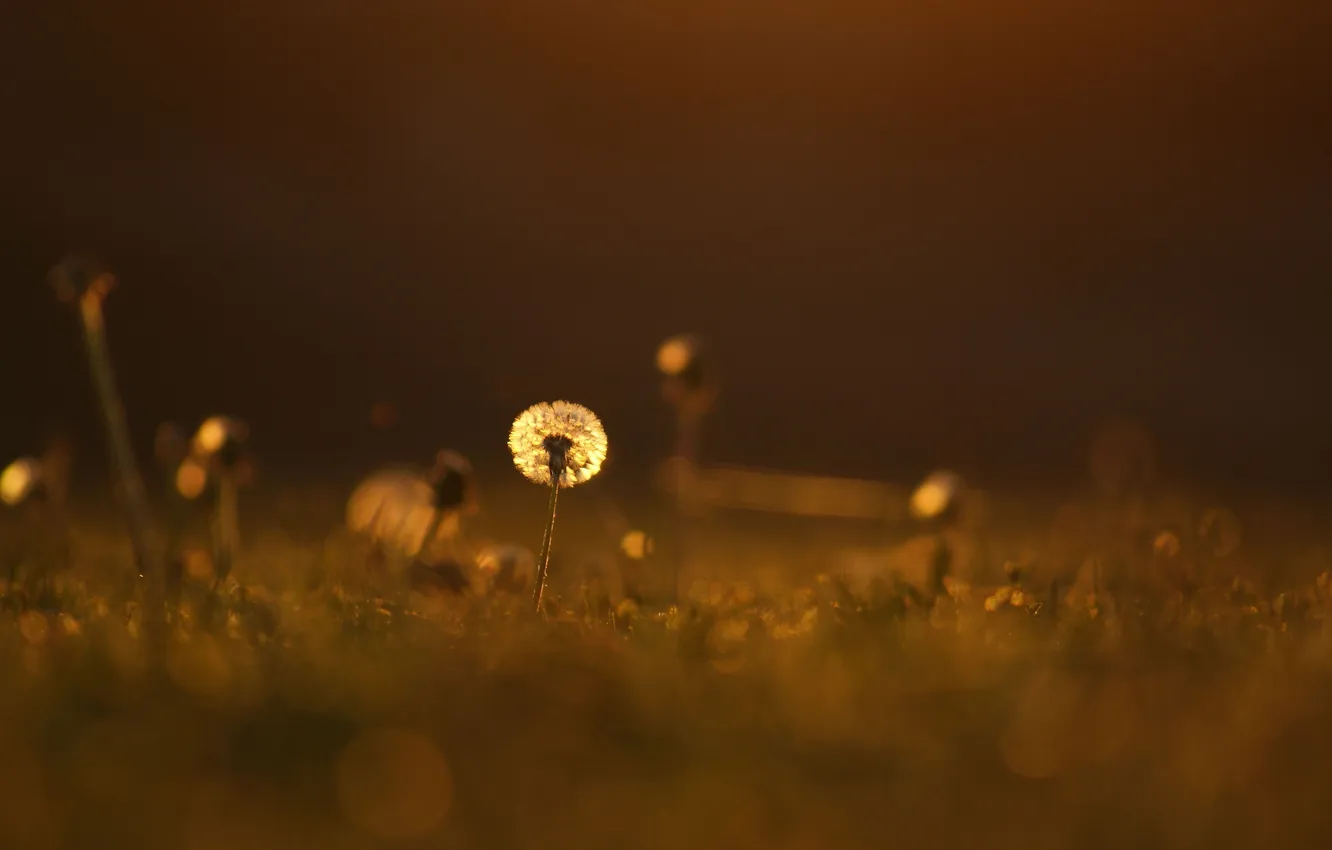 Фото обои цветок, трава, макро, свет, одуванчик, газон, поляна, цвет