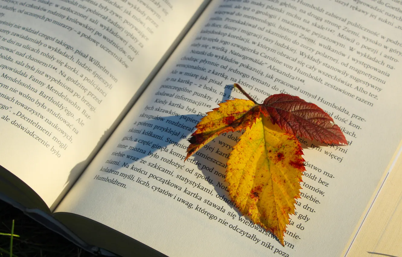 Фото обои book, leaf, paper