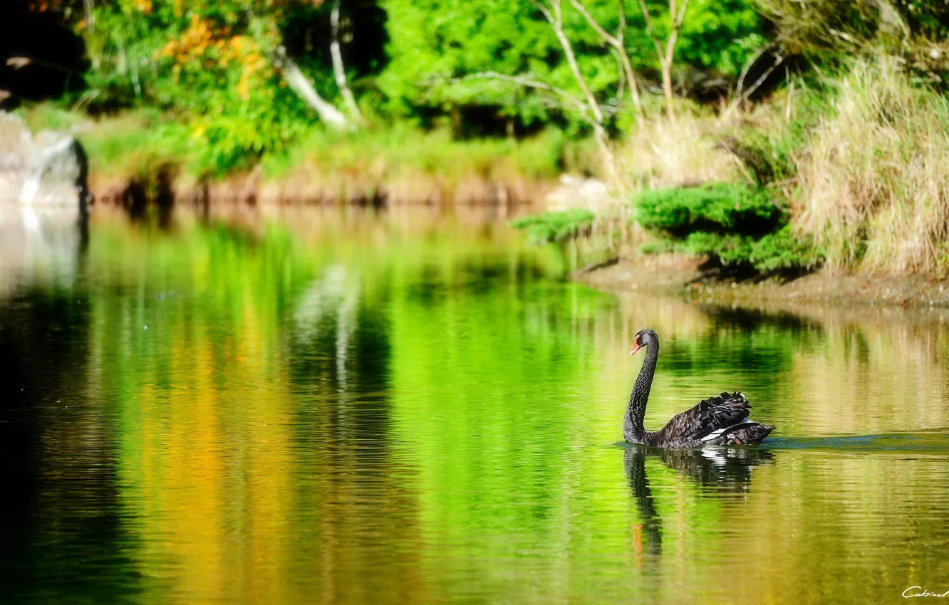 Фото обои озеро, пруд, птица, черный, лебедь