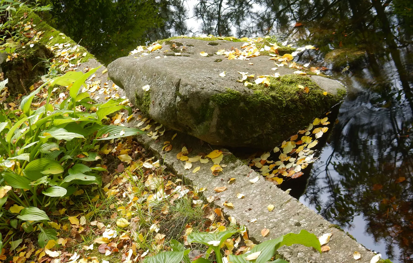 Фото обои осень, трава, листья, природа, камни, widescreen, растение, wallpaper