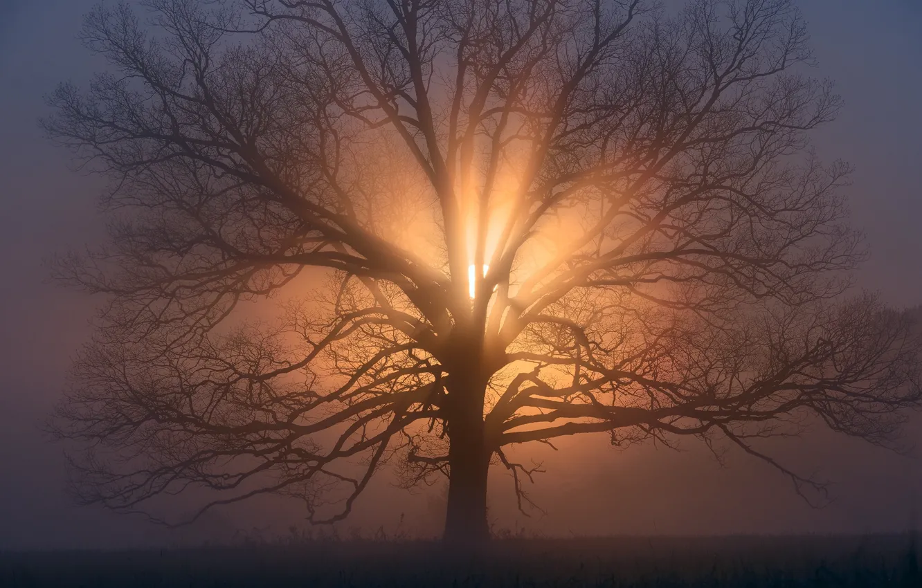 Фото обои солнце, ветки, дерево, утро, дымка