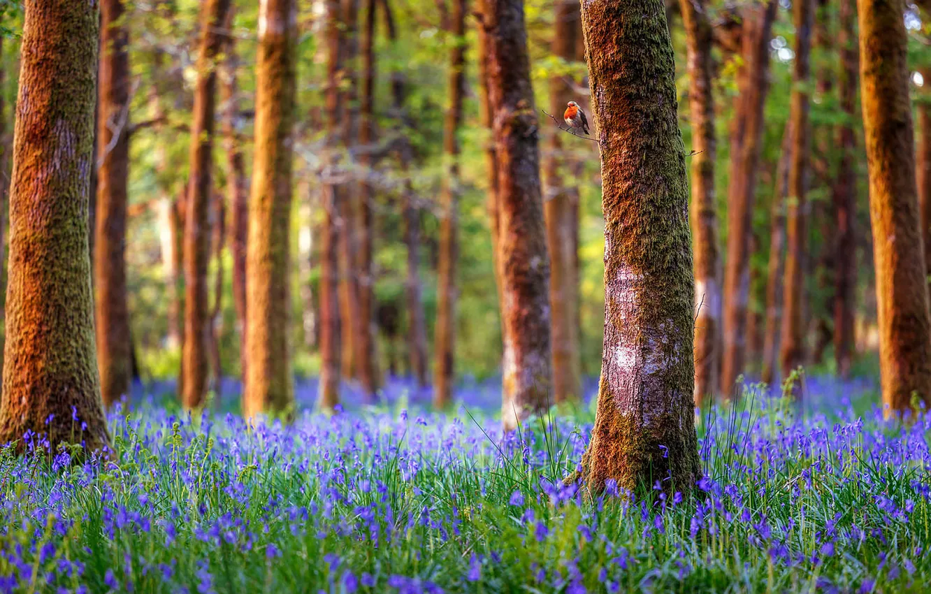 Фото обои лес, деревья, пейзаж, цветы, природа, Англия, колокольчики