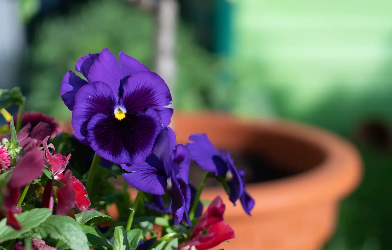 Фото обои цветы, сад, фиолетовые, горшок, анютины глазки, размытый фон, фиалки, виолы