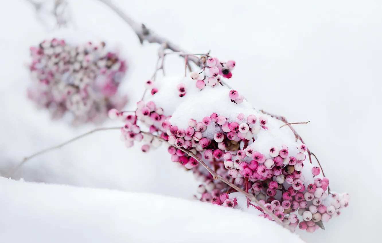 Фото обои снег, природа, Berries