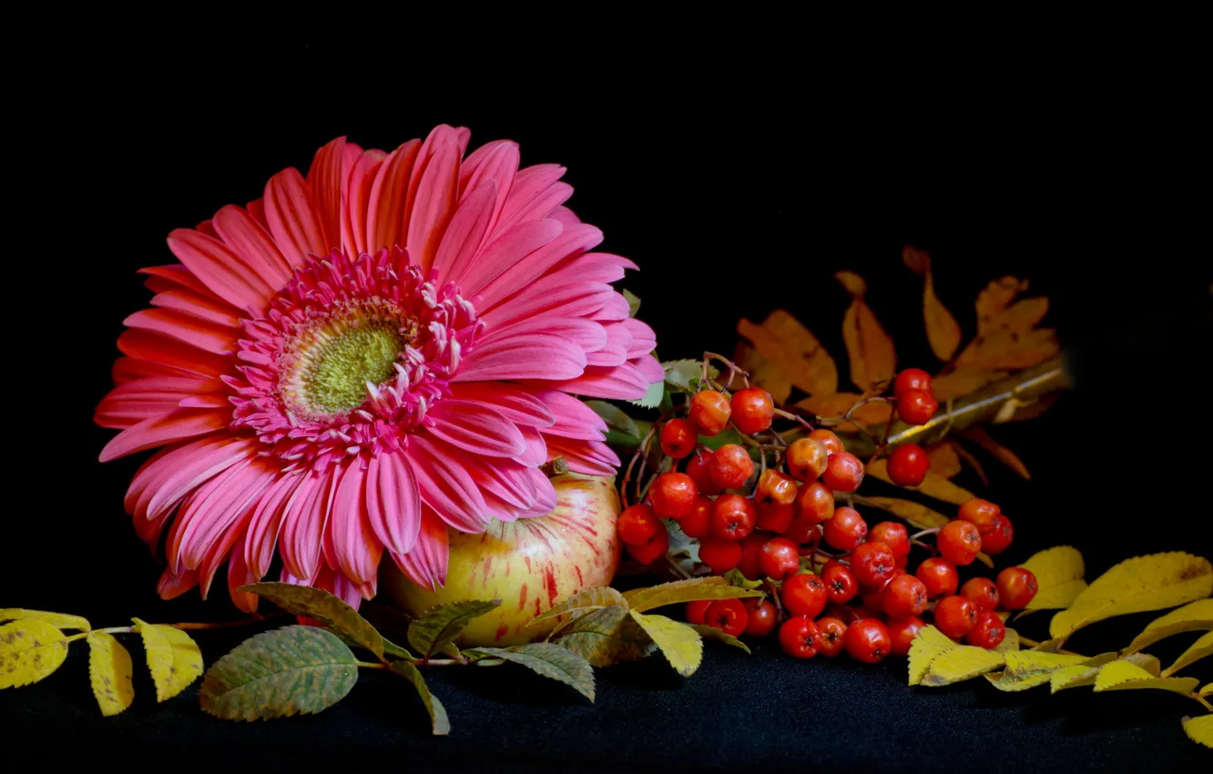 Фото обои осень, цветок, листья, яблоко, натюрморт, рябина, гербера