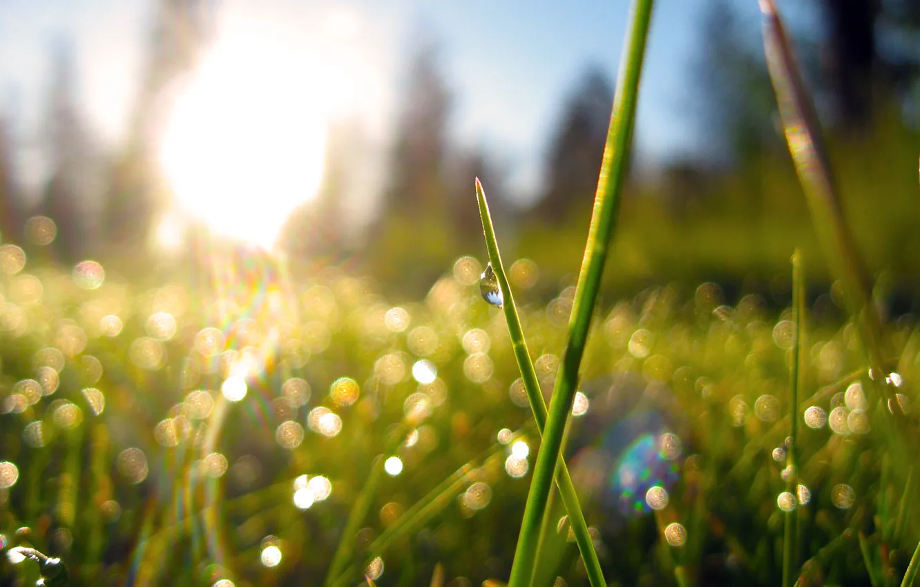 Фото обои трава, солнце, природа, роса, растения, утро, боке, morning dew