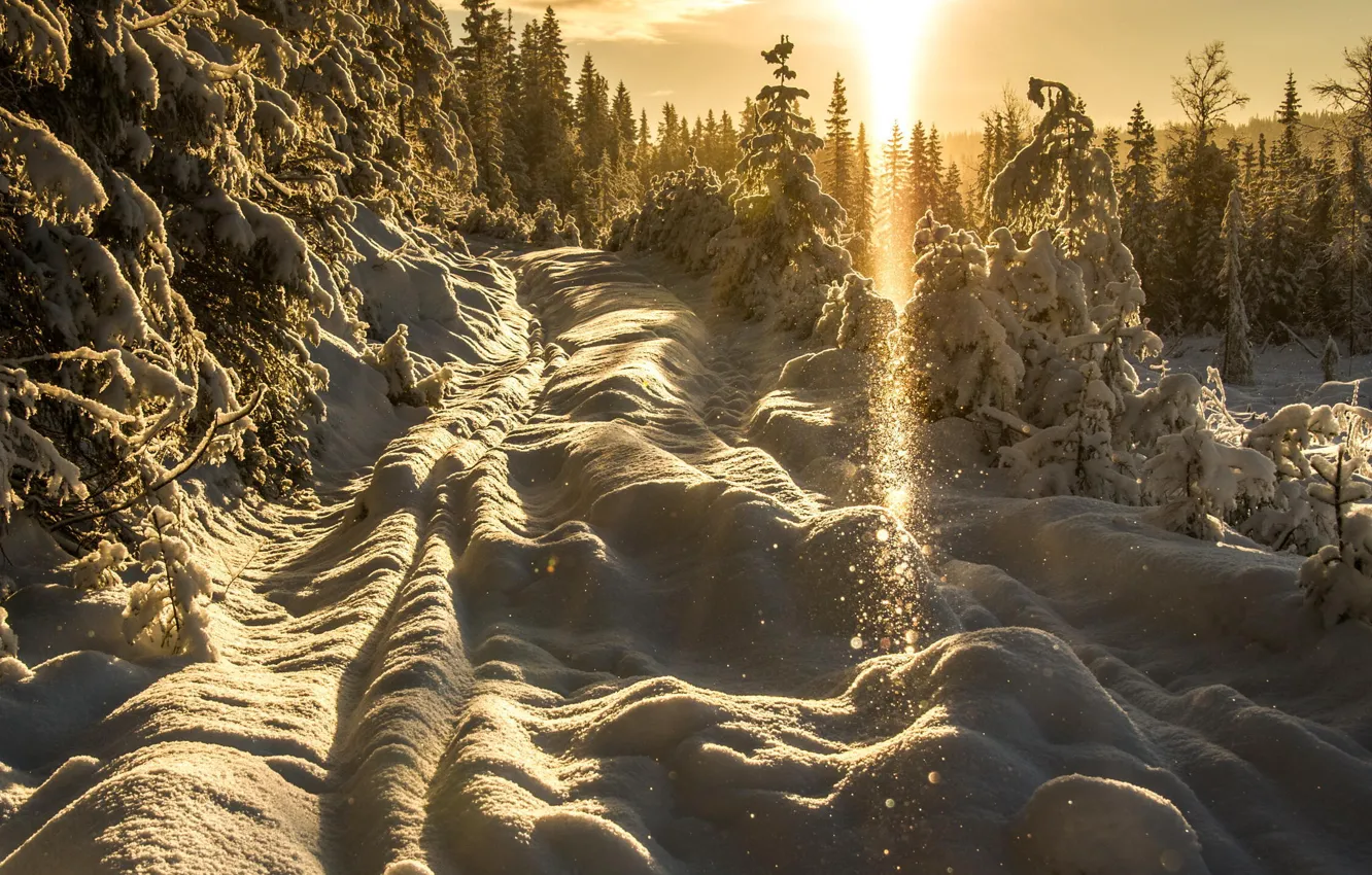 Фото обои зима, солнце, свет, снег, деревья, закат