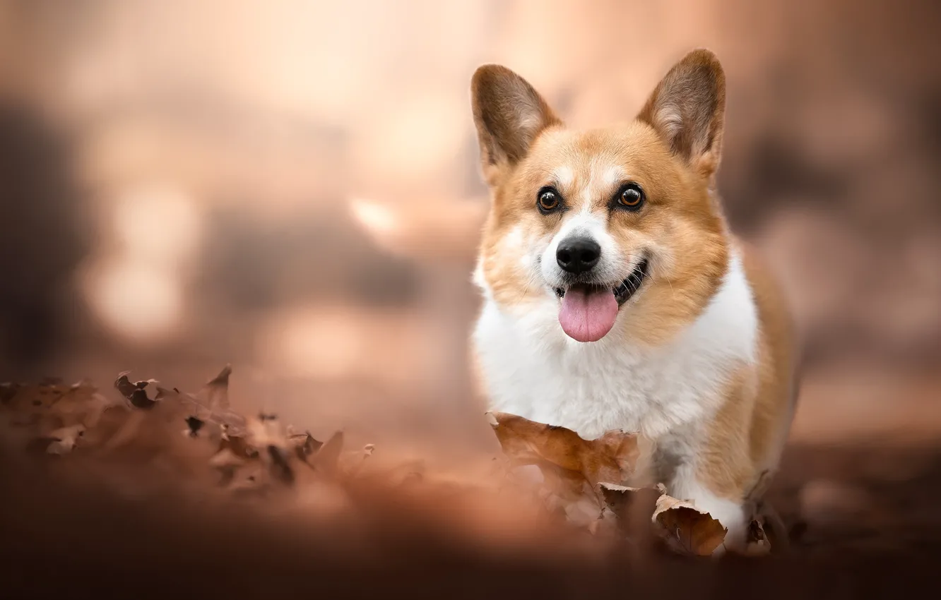 Фото обои осень, язык, настроение, собака, мордашка, пёсик, Вельш-корки