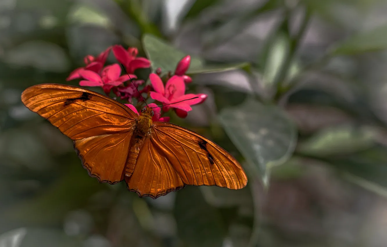 Фото обои цветок, макро, бабочка, крылья, мотылек