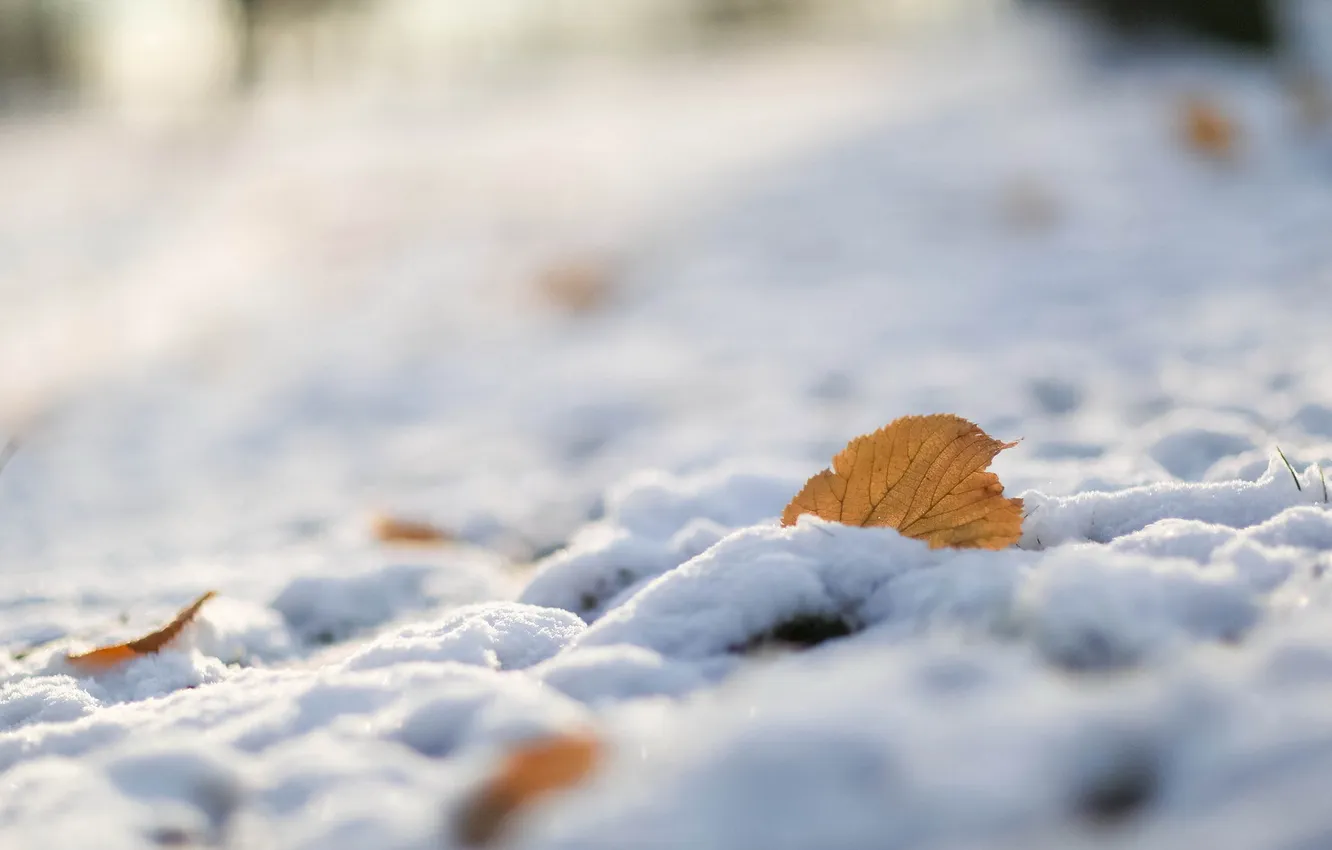 Фото обои макро, снег, природа, лист
