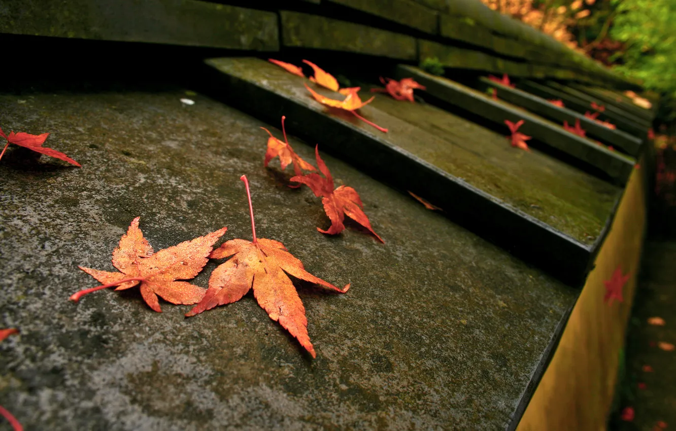 Фото обои осень, макро, листва