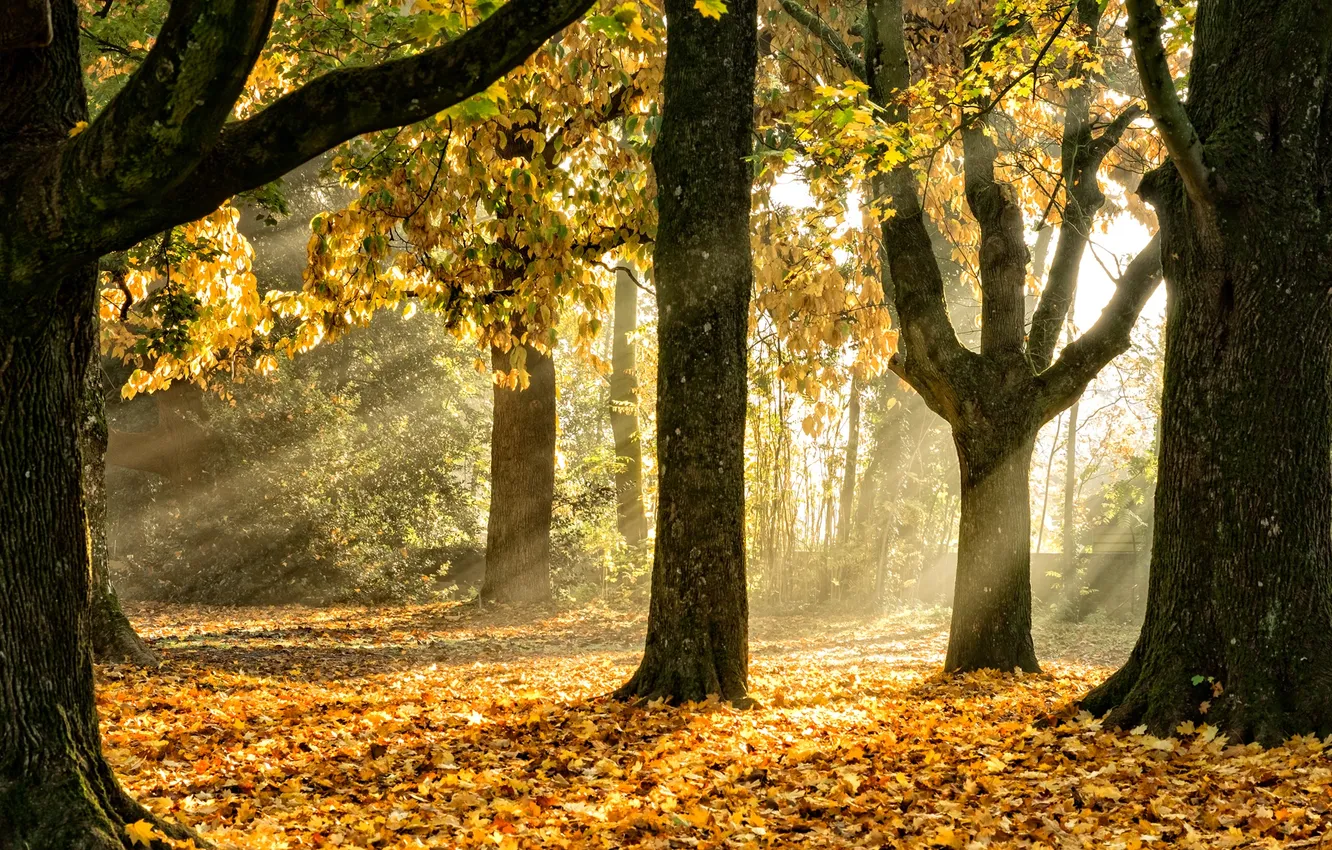 Фото обои осень, листья, свет, деревья