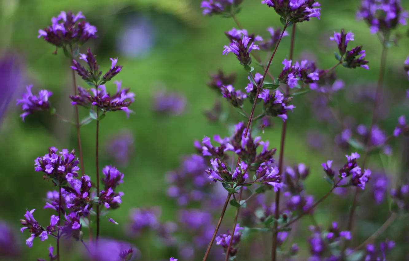 Фото обои травушка, Violet Breeze, цветочьки, фиолетбриз