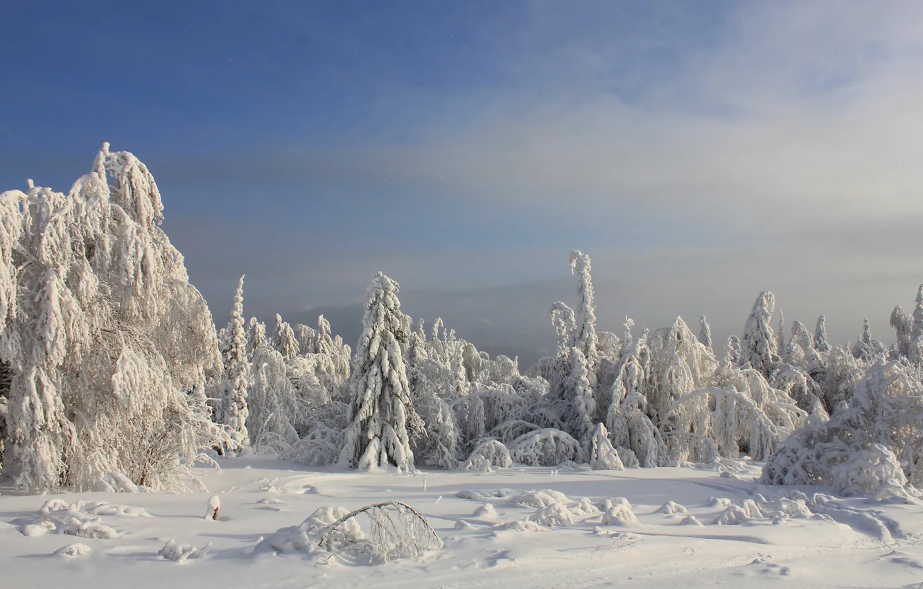Фото обои зима, лес, снег, ель, сугробы, хвойные, заснеженный