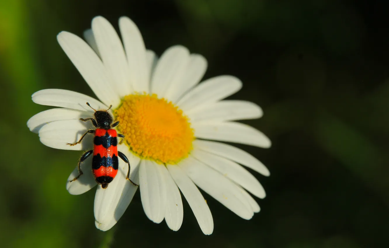 Фото обои flower, insect, blooming