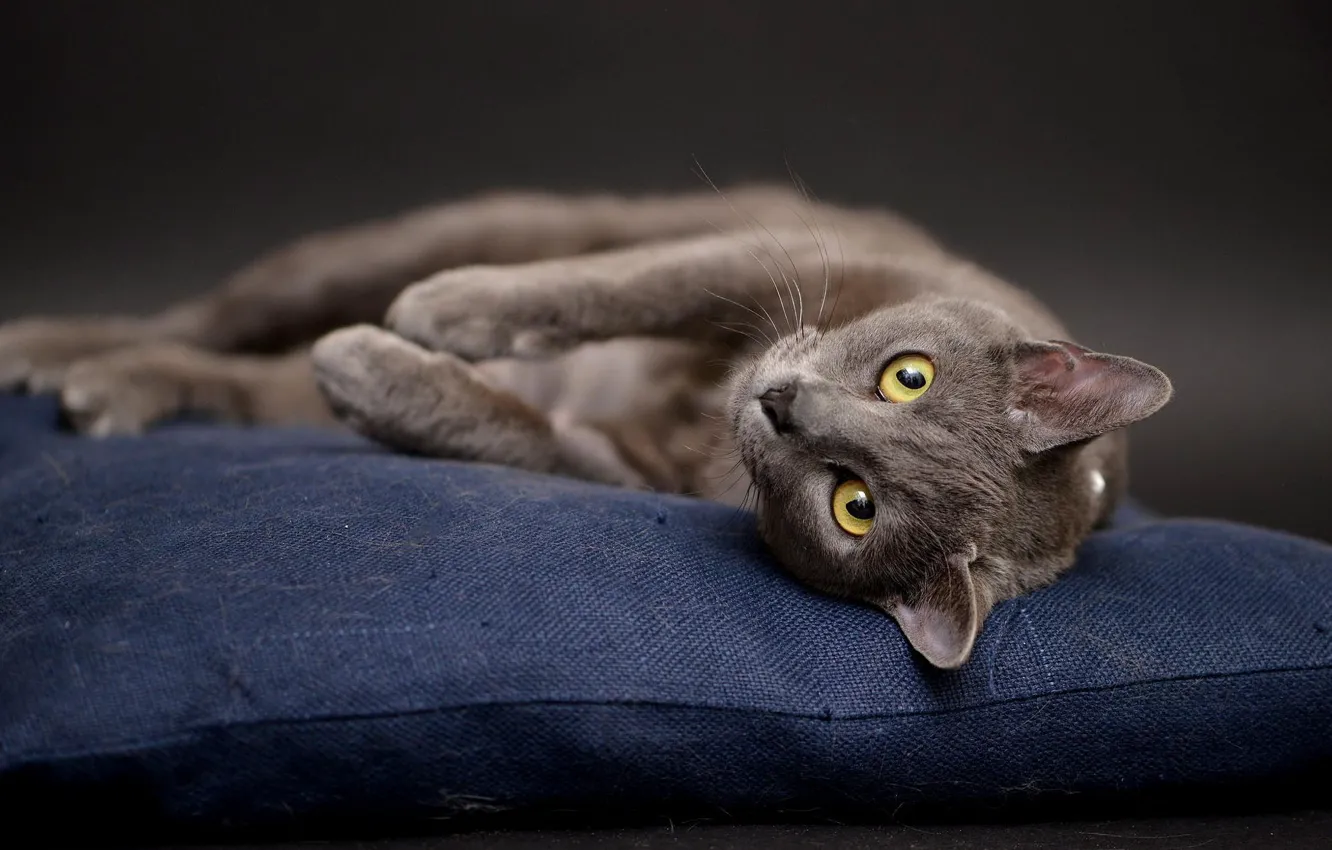 Фото обои кошка, кот, серый, фон, лежит, подушка, позирует, британский