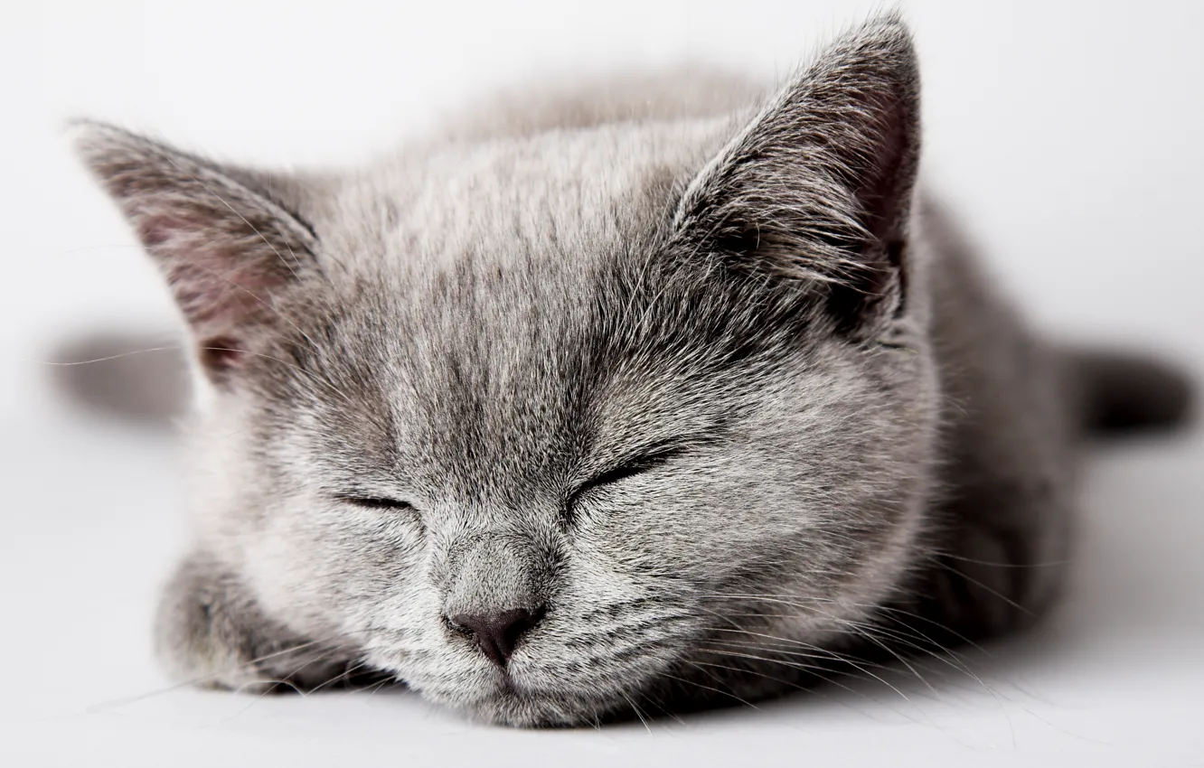 Фото обои кошка, кот, котенок, серый, спит, kitten, cat