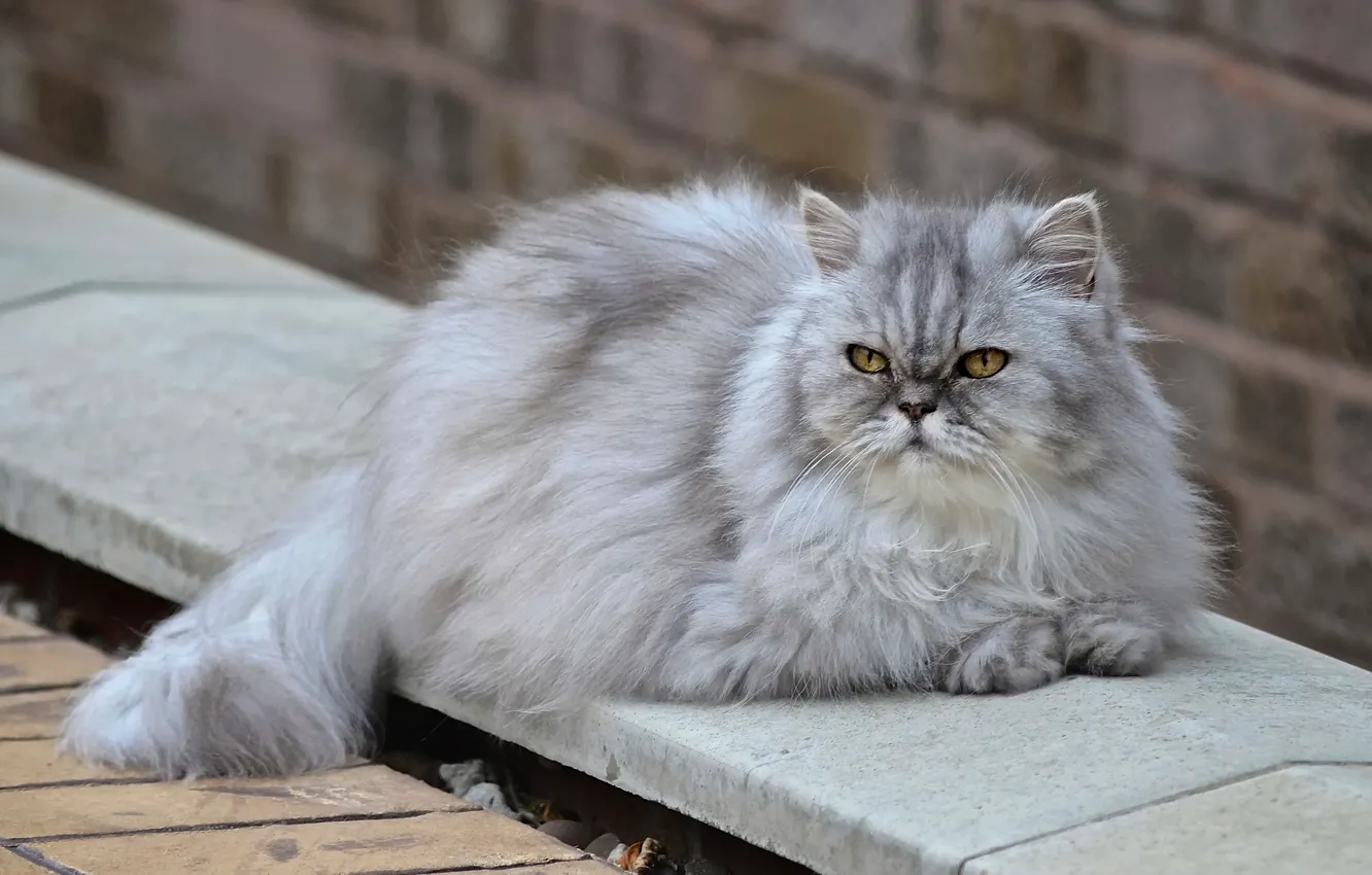Фото обои кошка, пушистая, персидская кошка