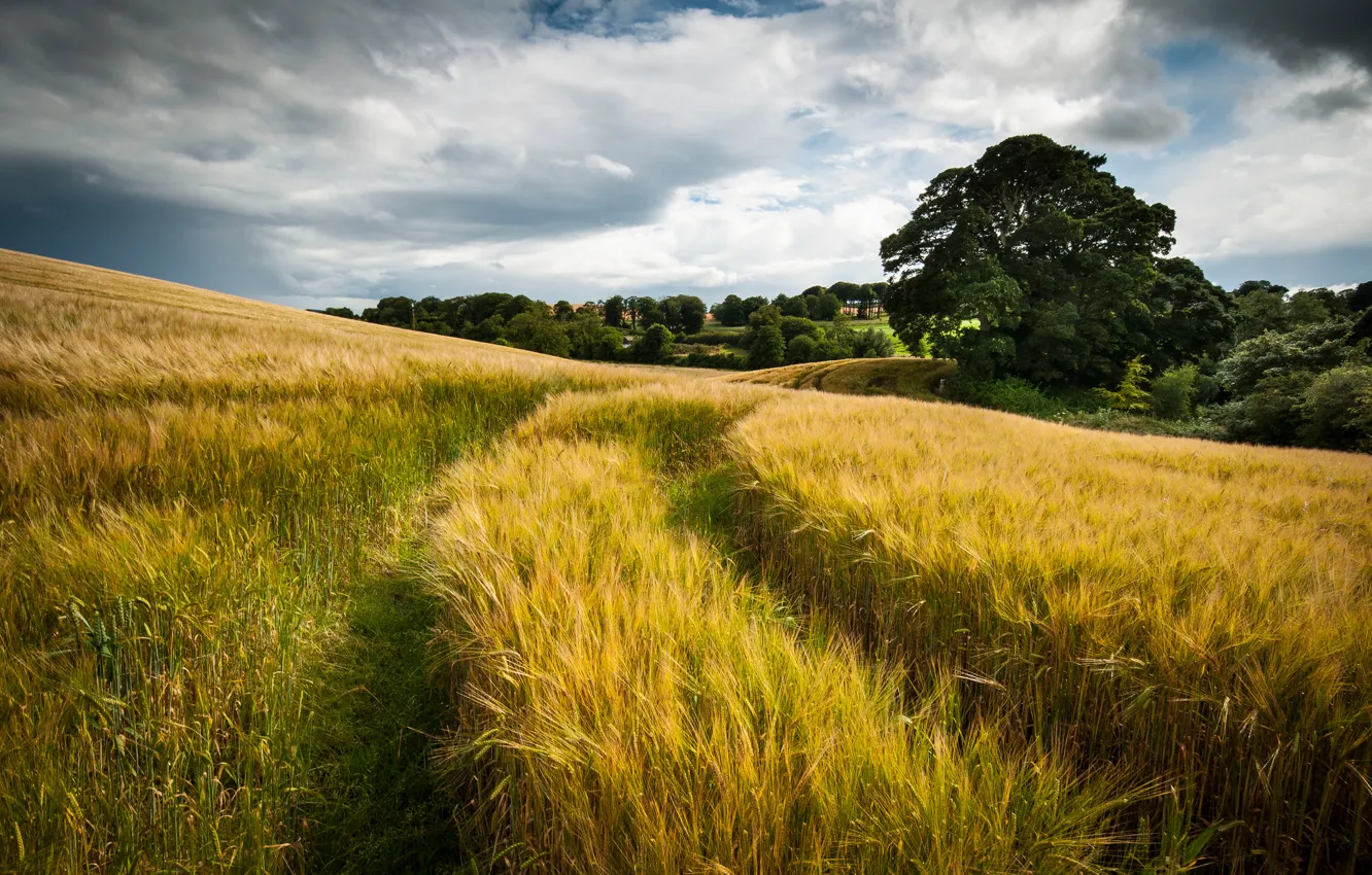 Фото обои пшеница, поле, лето, небо, облака, природа, след
