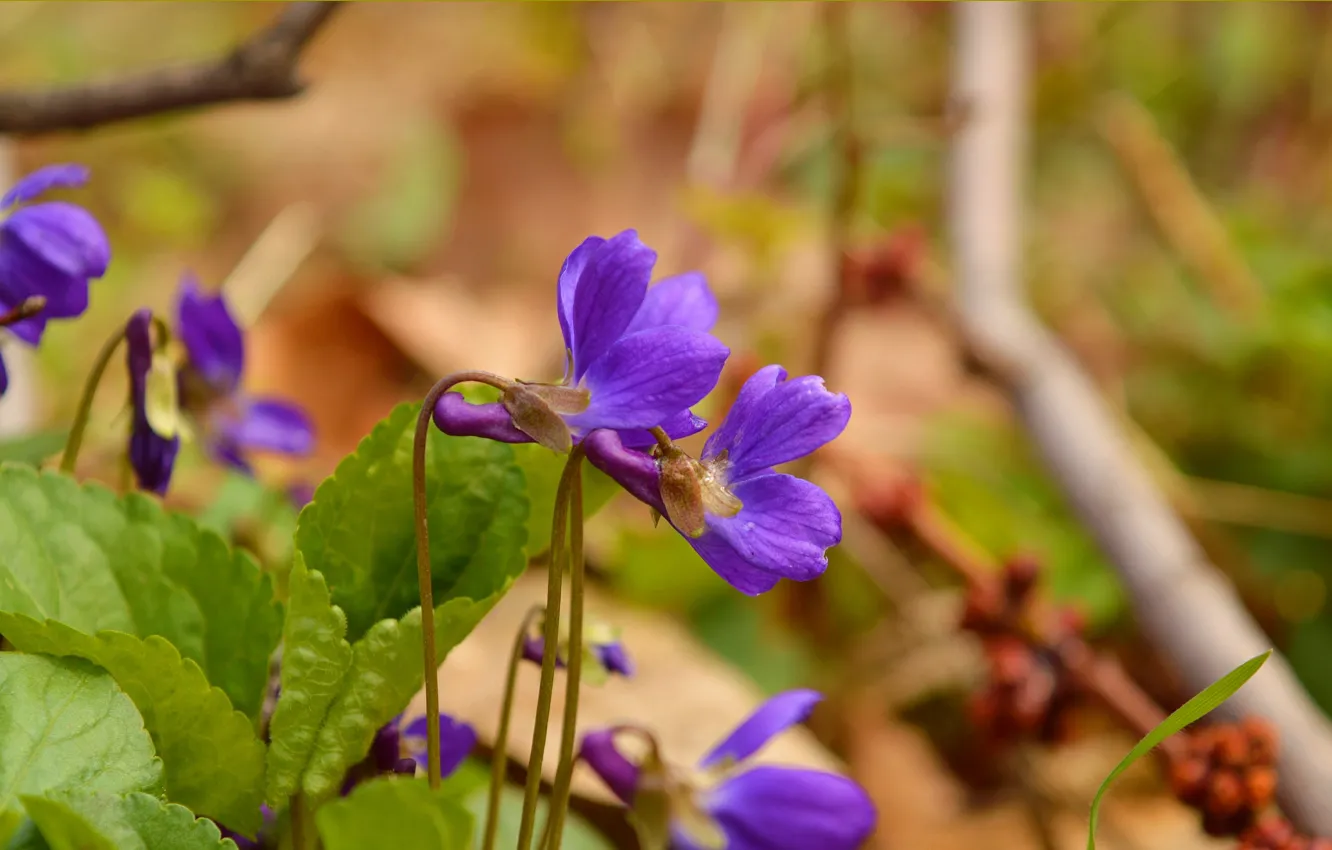 Фото обои Весна, Spring, Фиолетовые цветы, Purple flowers