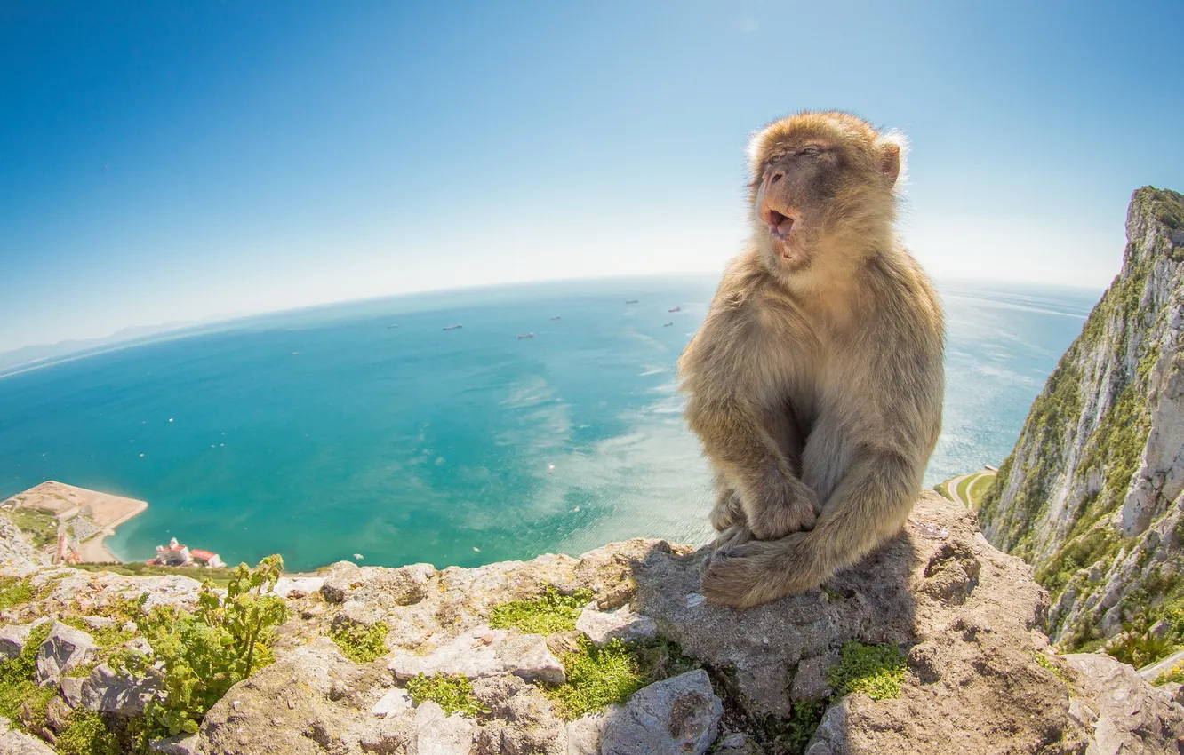 Фото обои море, природа, гора, Barbary Macaque