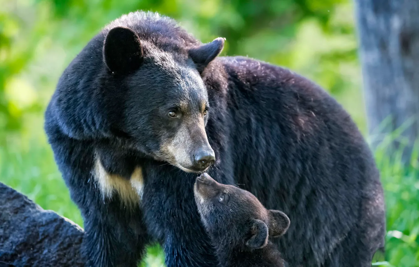 Фото обои медведи, медвежонок, медведица, Барибал, Чёрный медведь