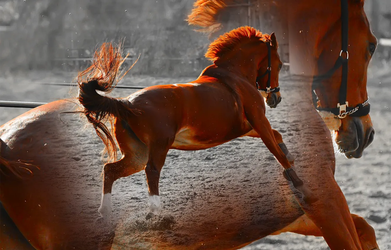 Фото обои животное, конь, коллаж, лошадь, Katrin Suroleiska
