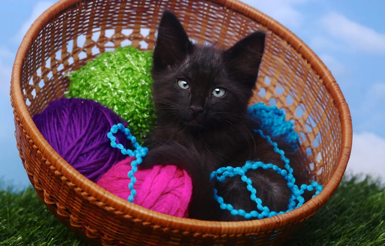 Фото обои кошка, небо, трава, кот, клубок, котенок, фон, черный