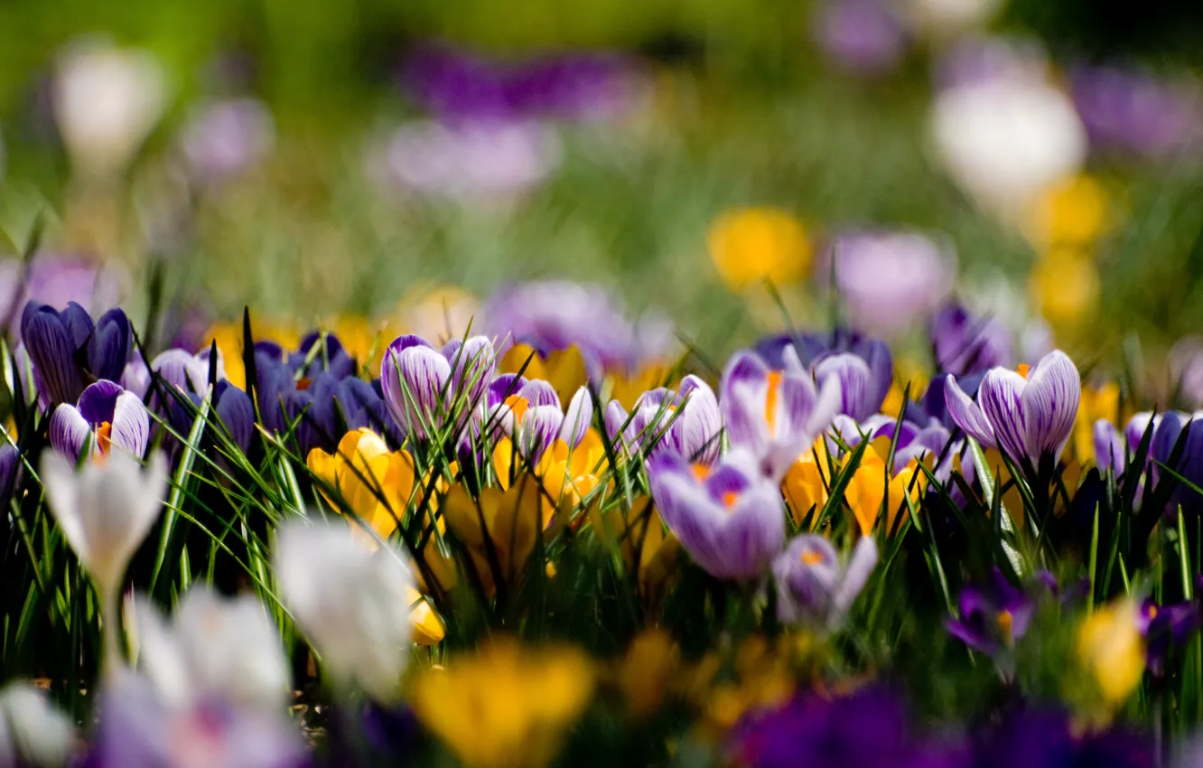 Фото обои цветы, поляна, весна, желтые, фиолетовые, крокусы