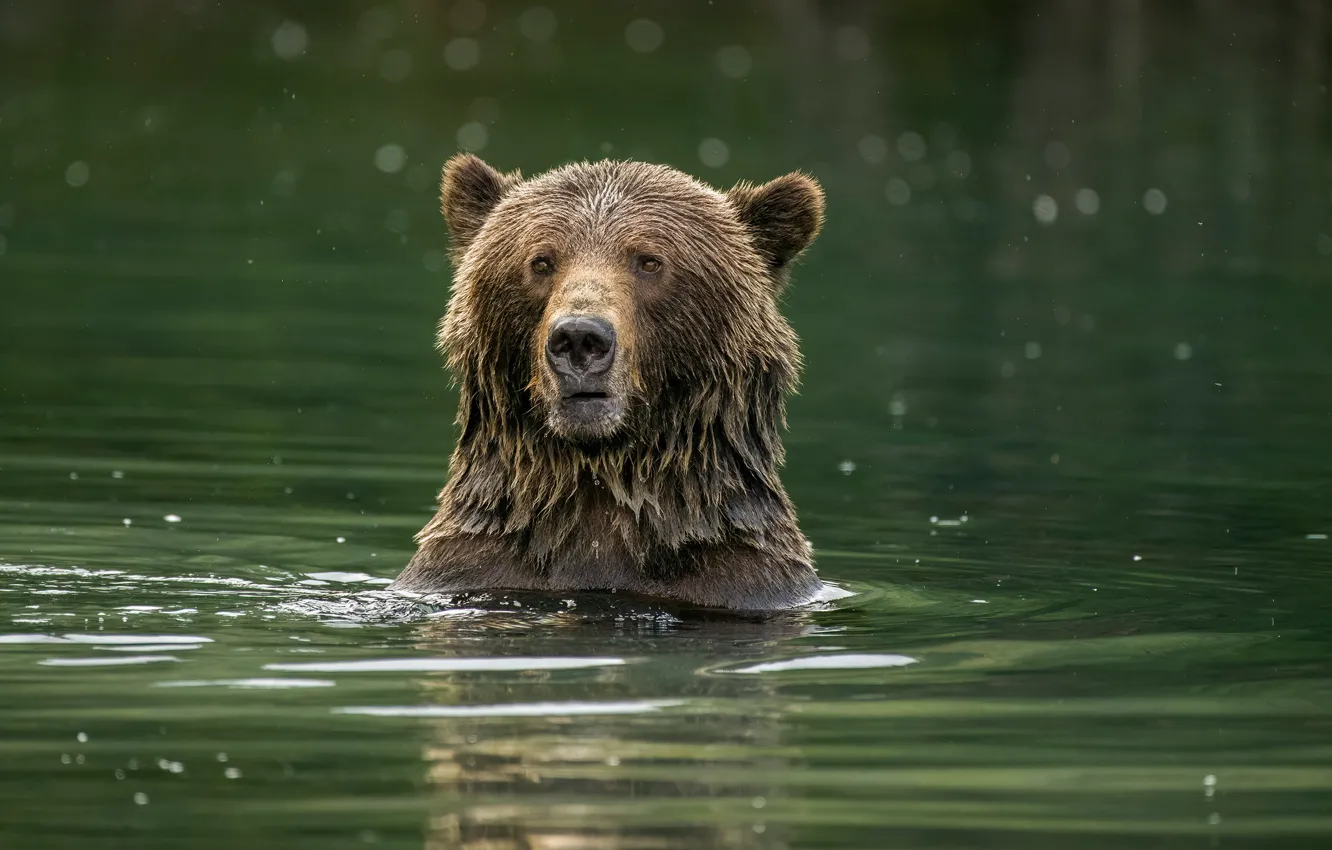 Фото обои морда, природа, поза, медведь, купание, водоем, бурый