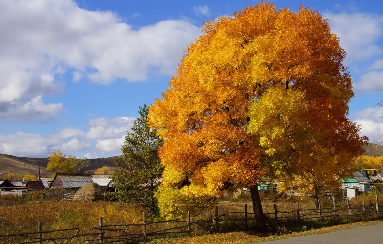 Фото обои осень, природа, дерево, краски, деревня