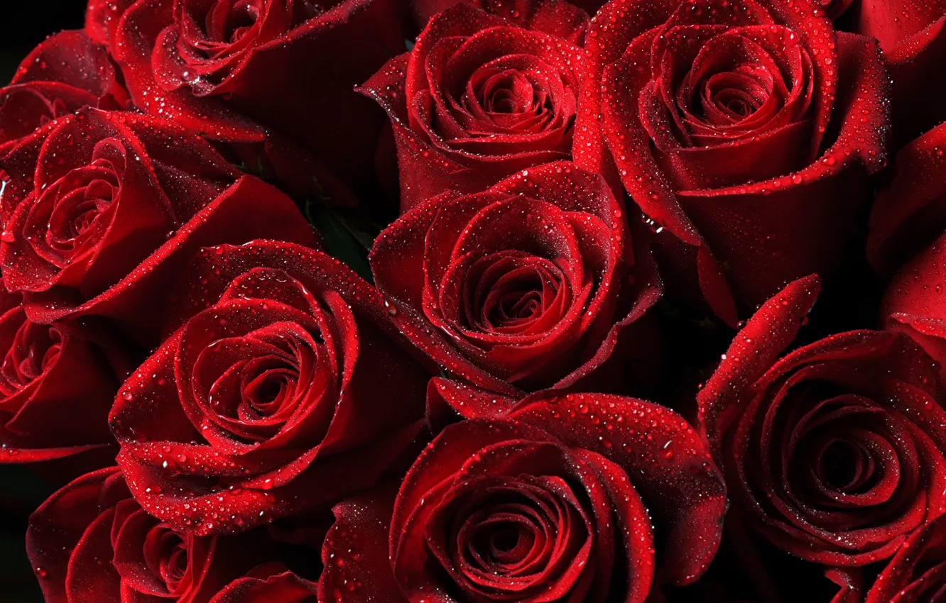 Фото обои капли, цветы, капельки, розы, лепестки, красные, бутоны