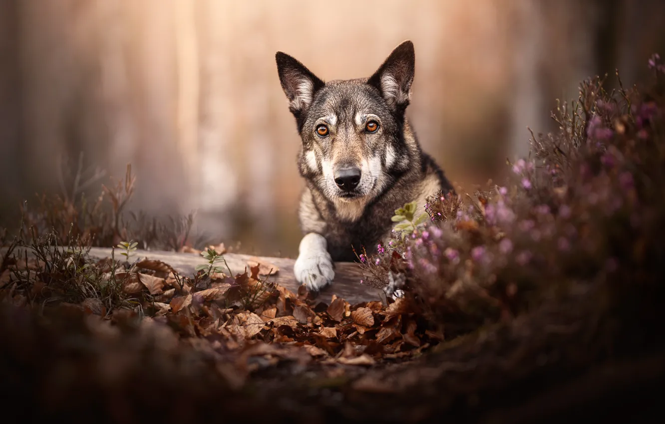 Фото обои взгляд, морда, собака, бревно, боке, опавшие листья