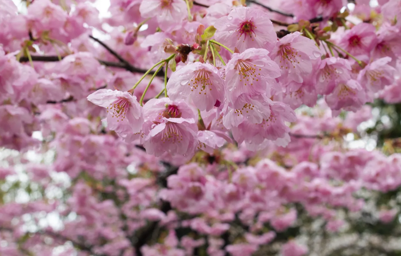 Фото обои капли, розовый, весна, сакура