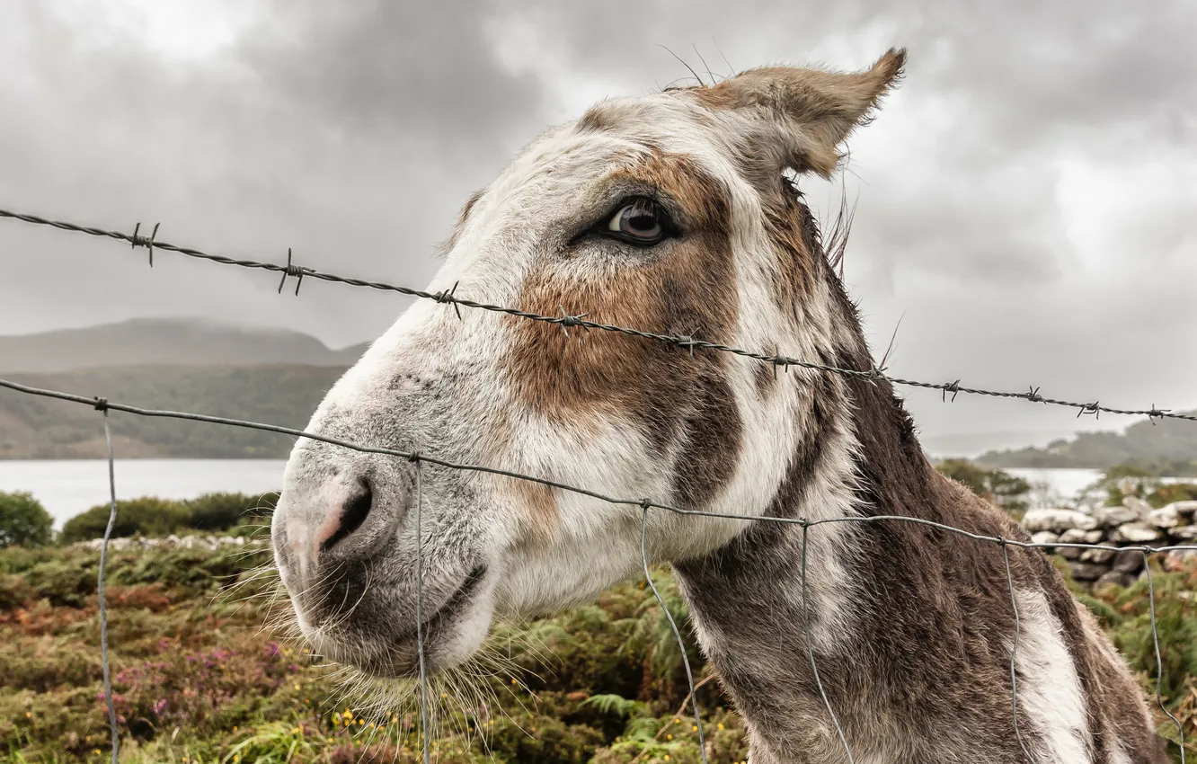 Фото обои природа, забор, осёл, donkey