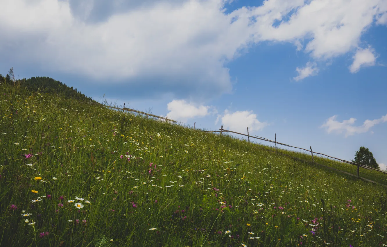 Фото обои поле, небо, трава, облака, цветы, дерево, забор, холм