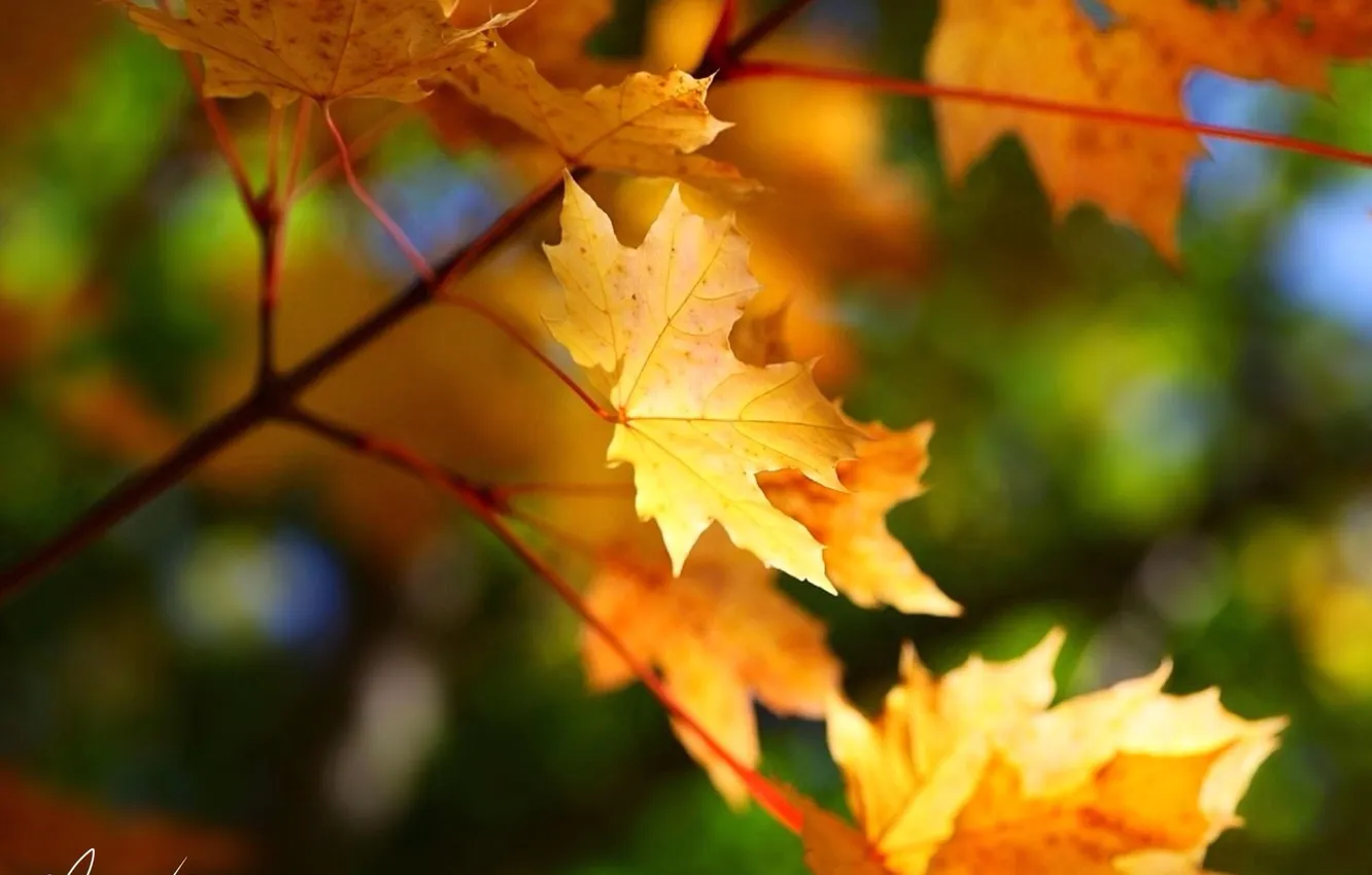 Фото обои осень, листья, природа, клен