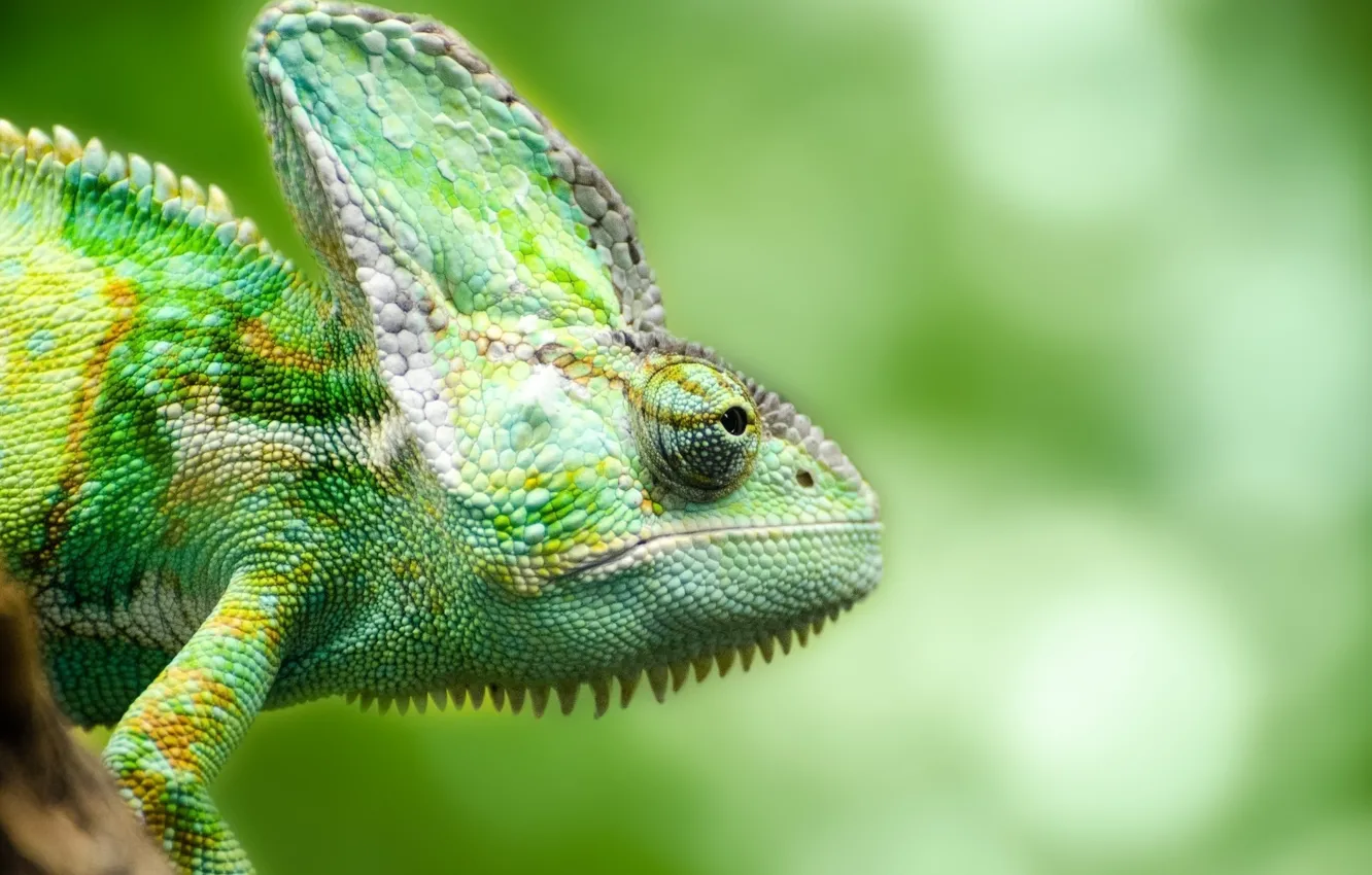 Фото обои green, chameleon, reptile