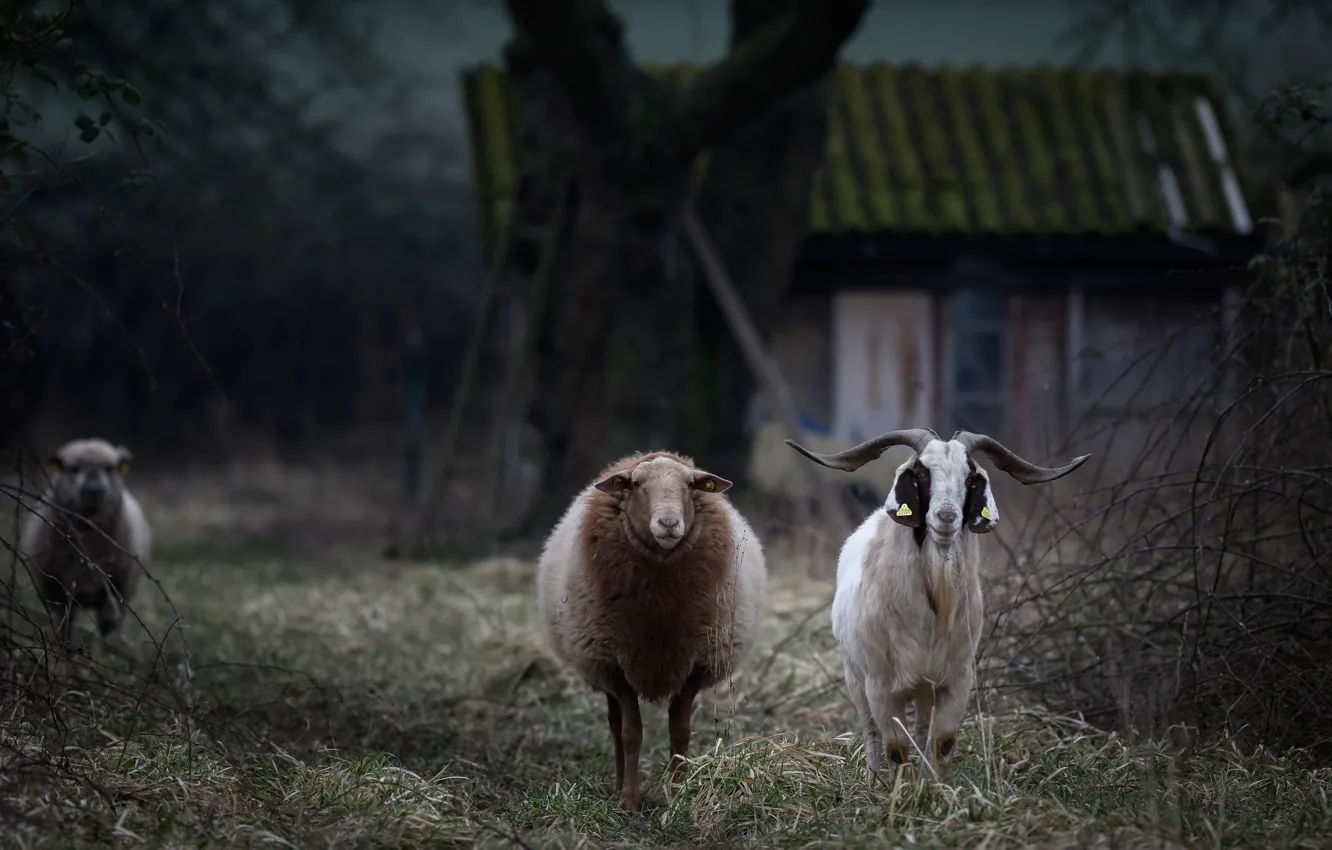 Фото обои животные, трава, взгляд, ветки, дом, темный фон, дерево, две