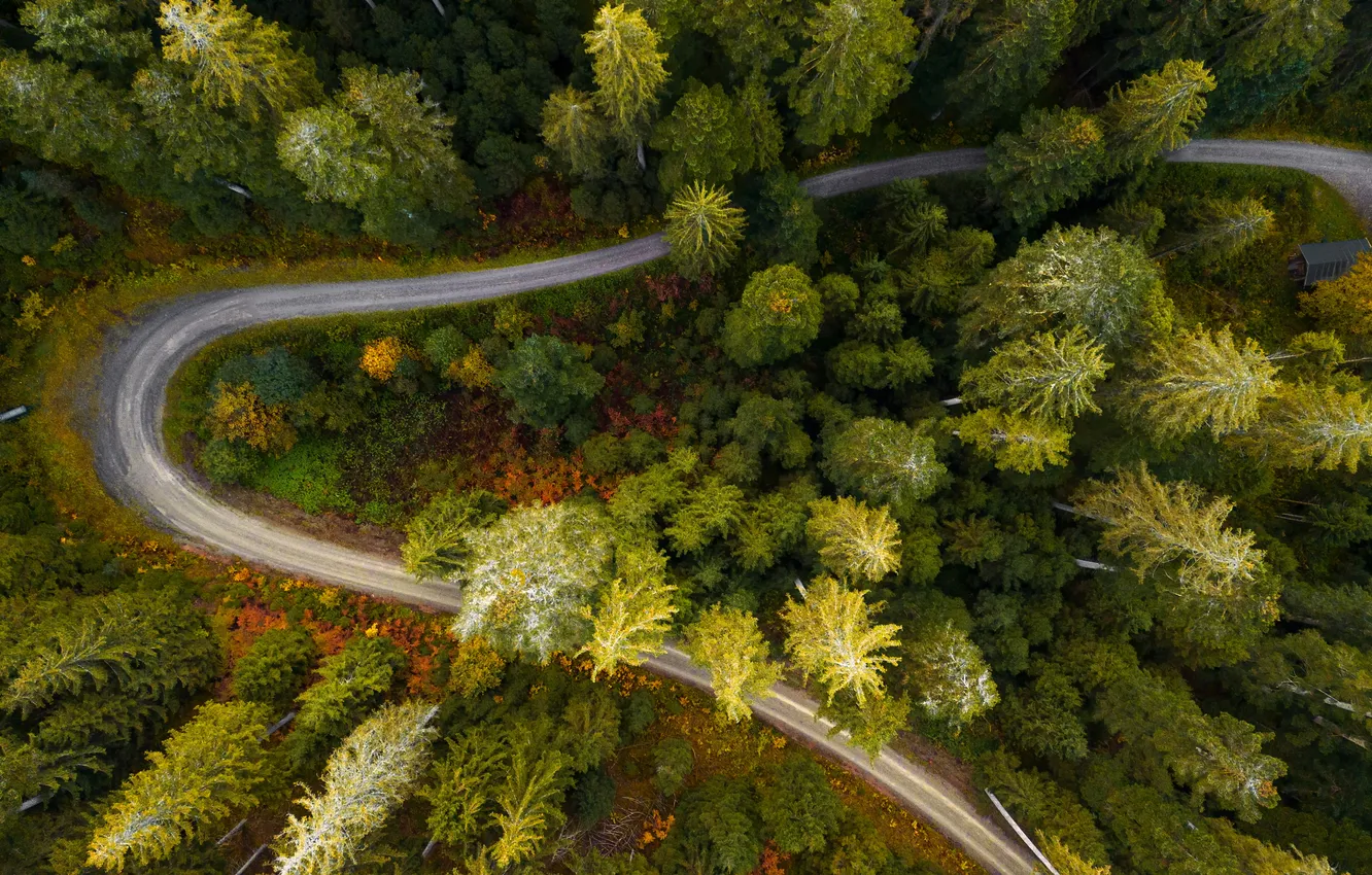 Фото обои дорога, лес, природа