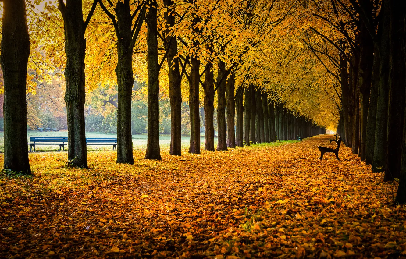Фото обои осень, листья, деревья, парк, Германия, аллея, скамейки, Germany