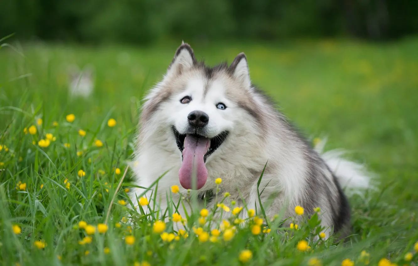 Фото обои язык, трава, цветы, собака, хаски