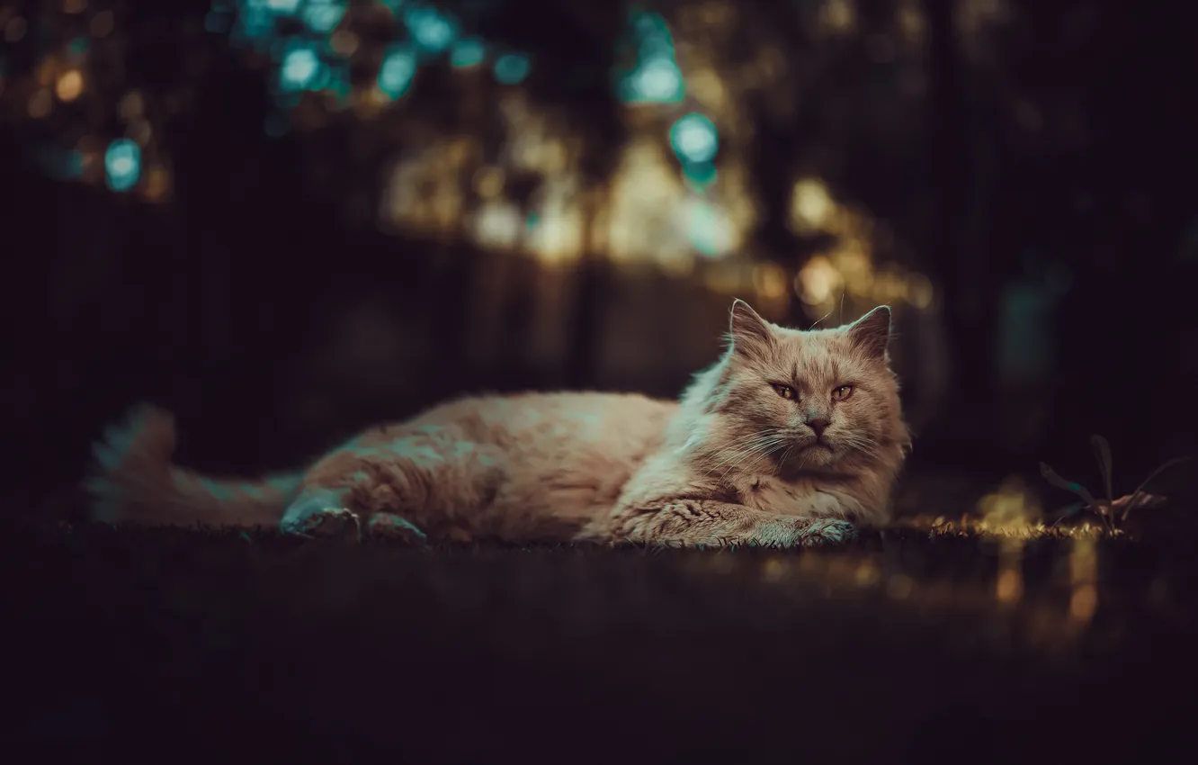 Фото обои кошка, кот, взгляд, поза, мордашка