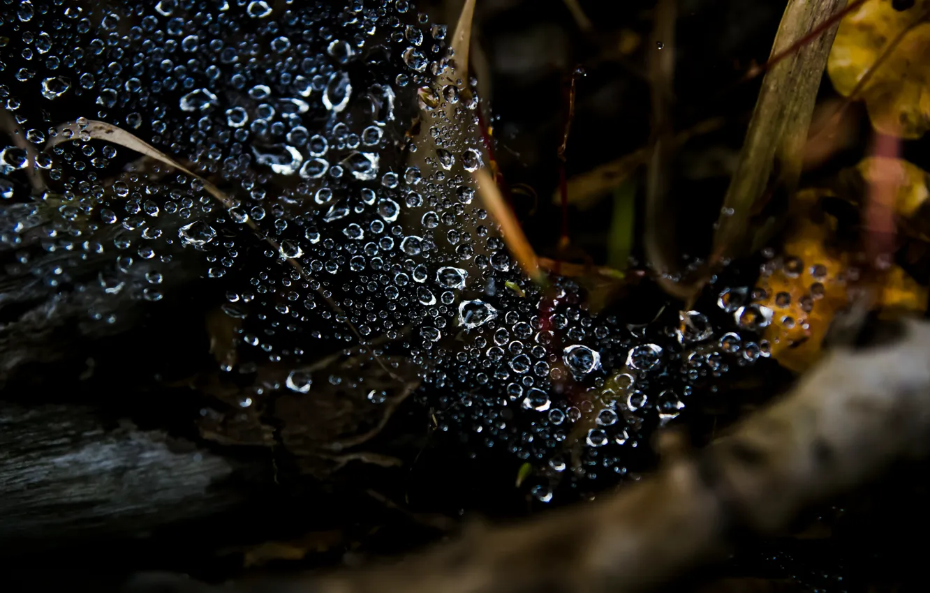 Фото обои листья, капли, макро, дождь, rain, leaves, macro, drops