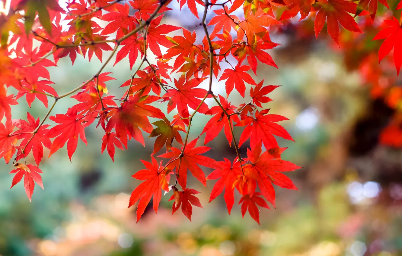 Фото обои осень, листья, дерево, colorful, клен, autumn, leaves, maple