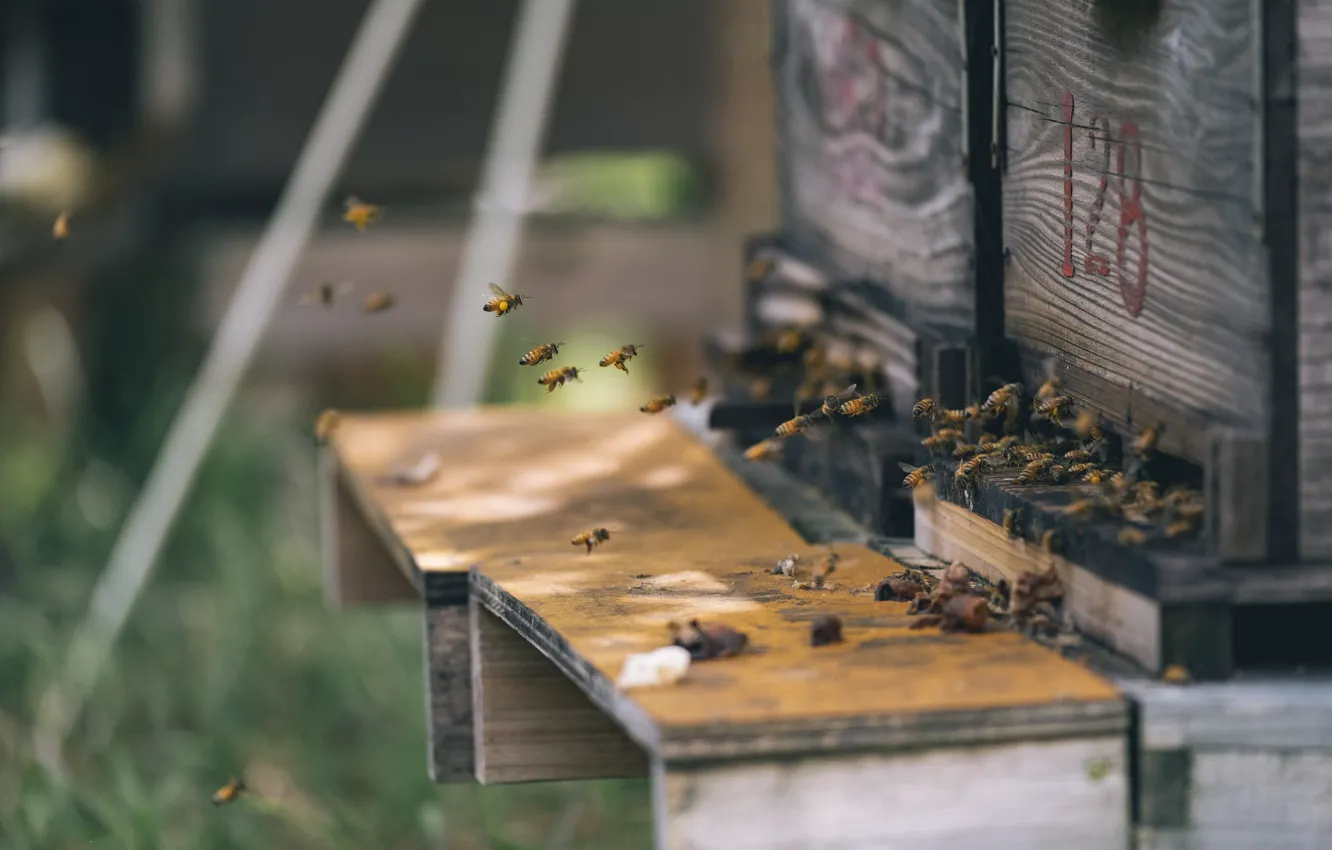 Фото обои лето, пчела, улей