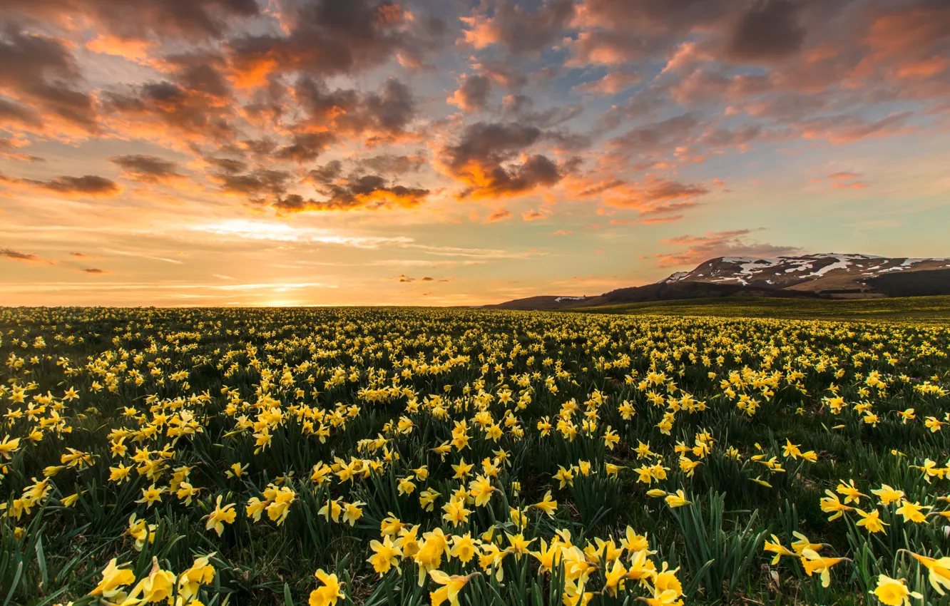 Фото обои поле, небо, облака, цветы, весна, желтые, нарциссы, плантация