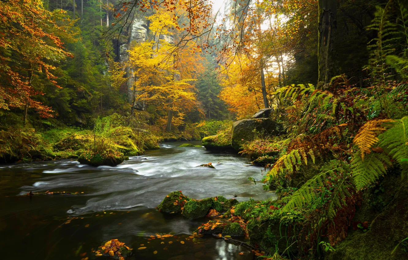 Фото обои лес, деревья, камни, мох, речка