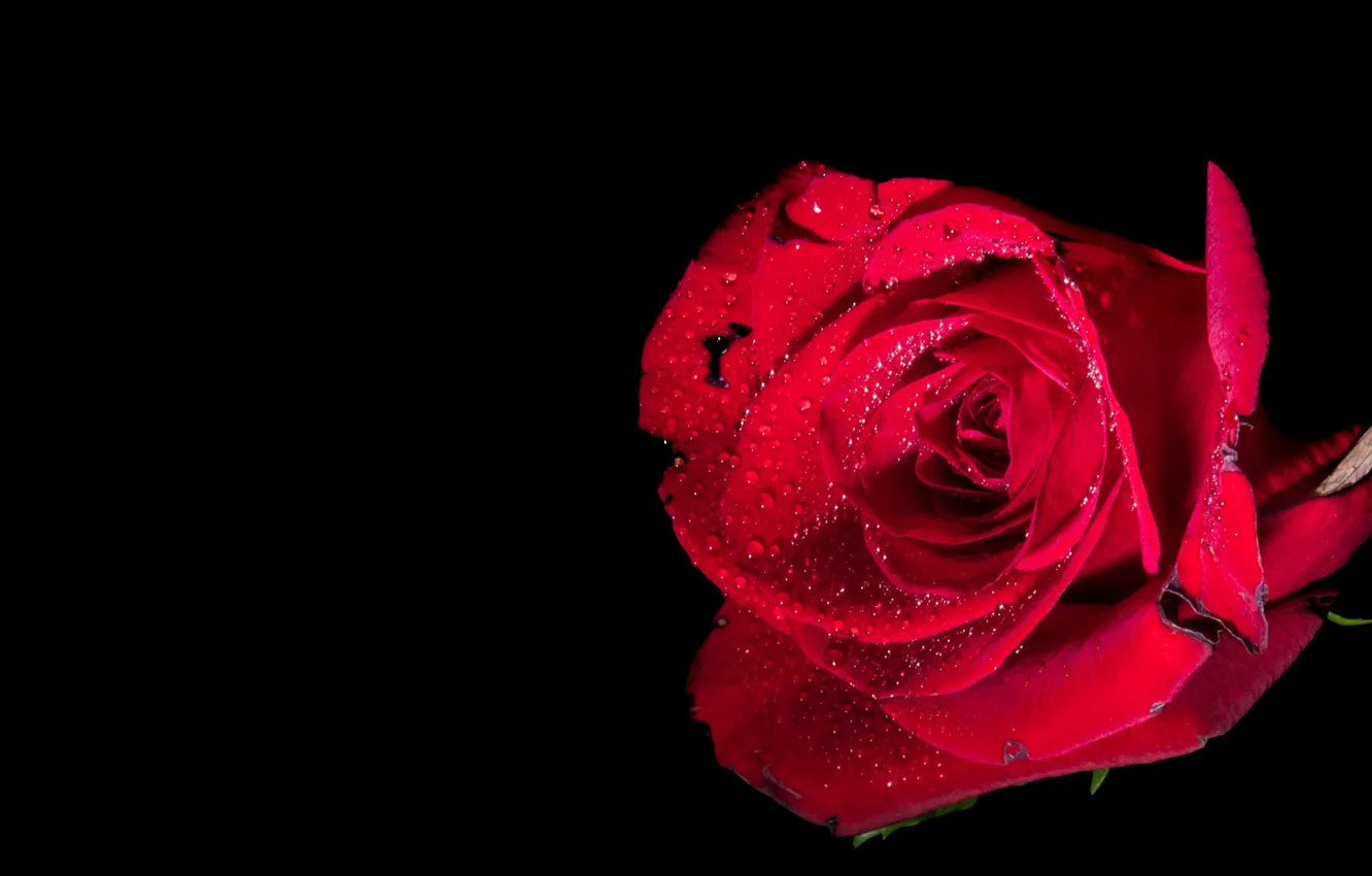 Фото обои капли, макро, роза, бутон, чёрный фон