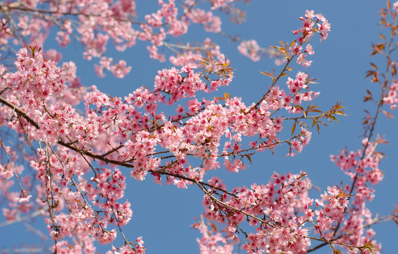 Фото обои небо, ветки, весна, сакура, цветение, pink, blossom, sakura